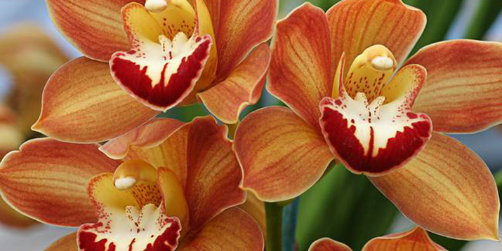 Cymbidiums