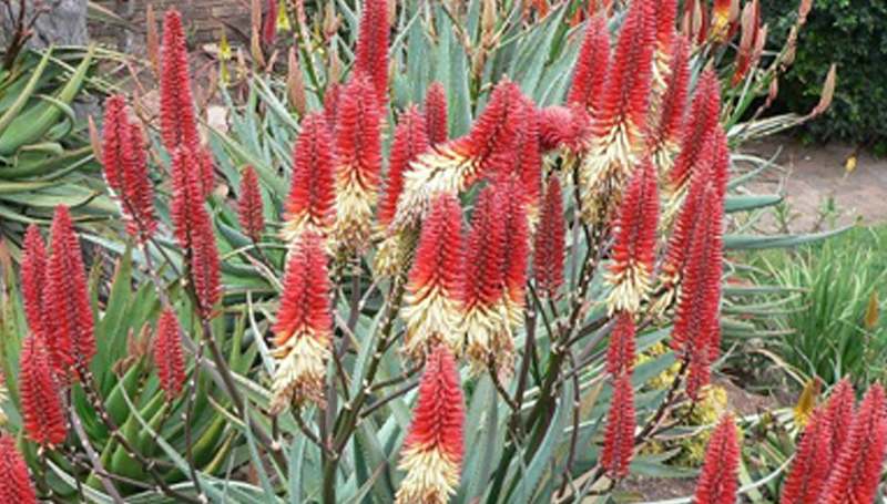 Aloes