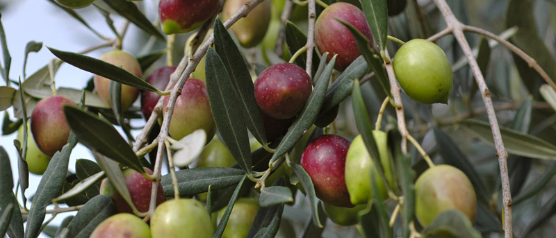 Olive Tree