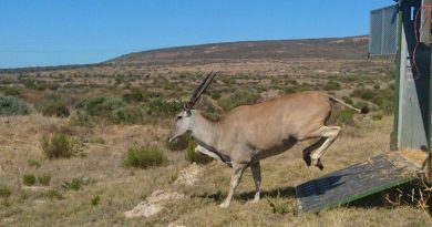 Eland Blaauwberg nature reserve