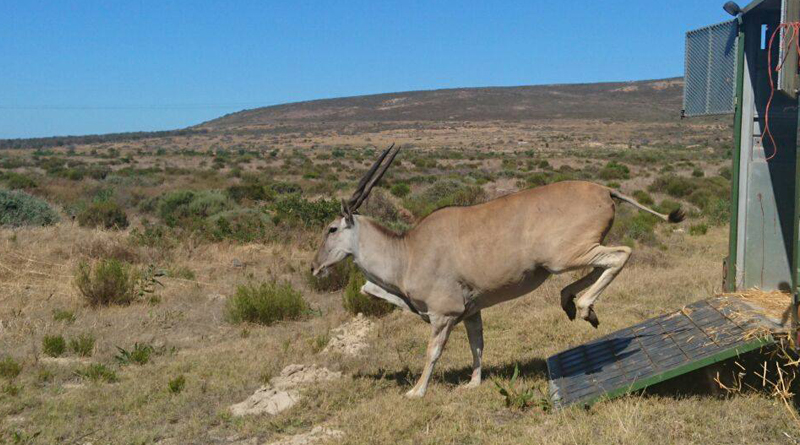 Eland Blaauwberg nature reserve