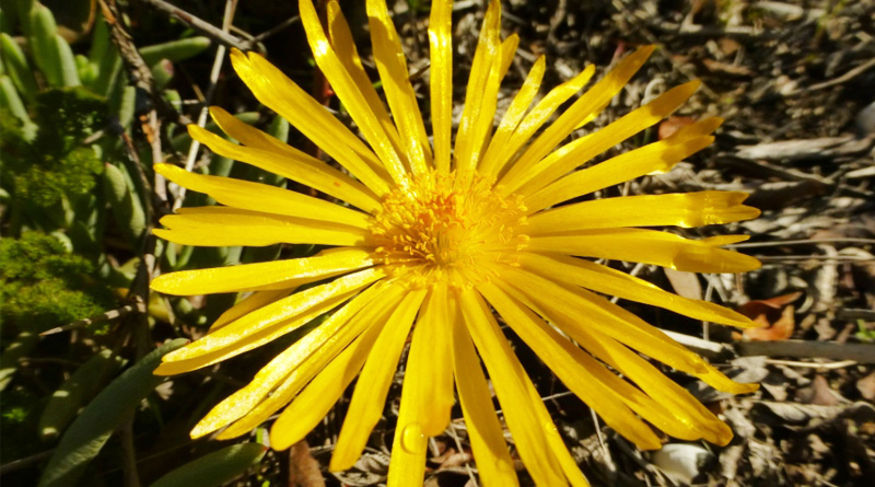 West Coast Flower