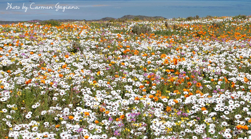 Flower Season