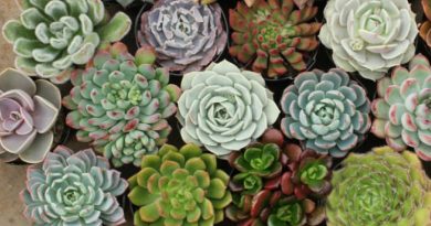 Succulents