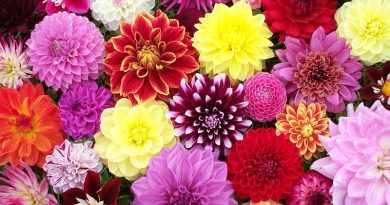 Dahlias gardening