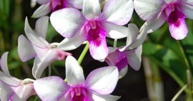 Orchids