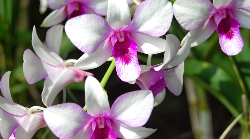 Orchids