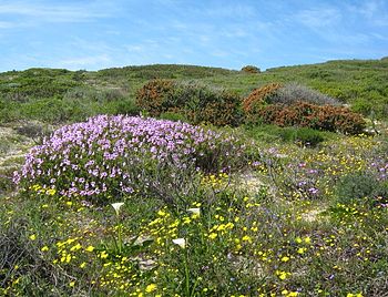 Botanical Walk Scenery Cape Flats Strandveld