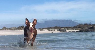 Dogs on beach