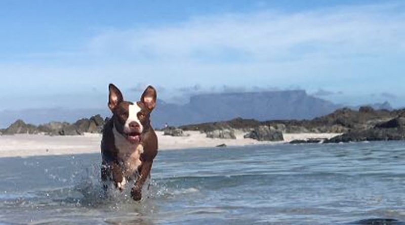 Dogs on beach