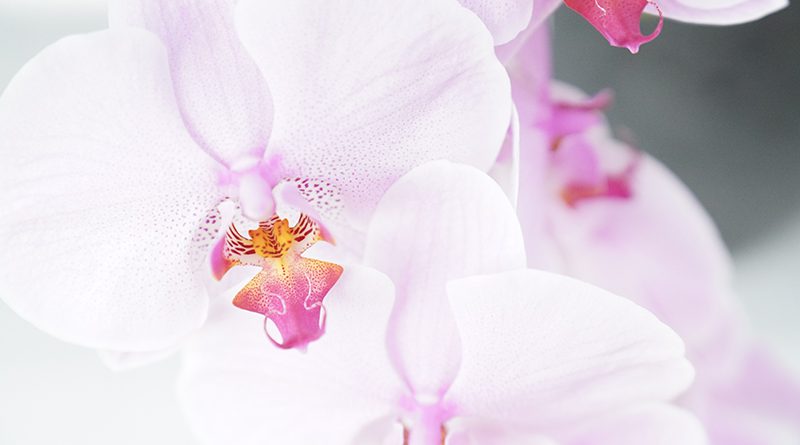 Orchids Starke Ayres