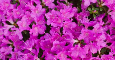 gardening azaleas