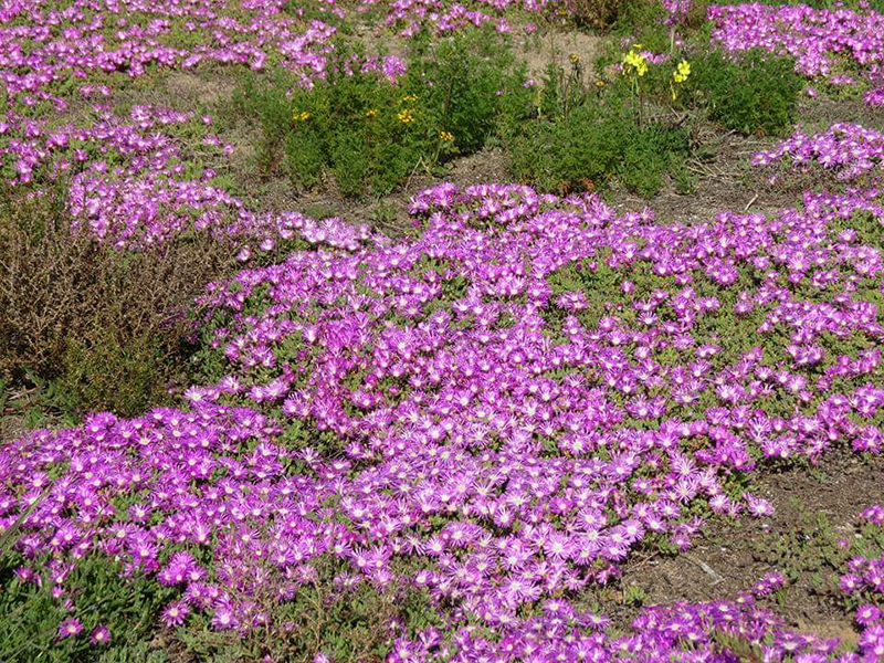 West Coast Flowers