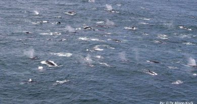 Humpback whales