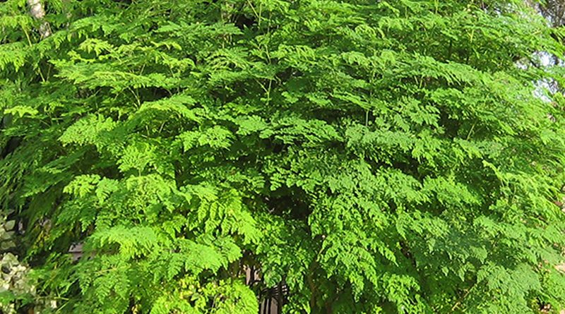 Moringa tree