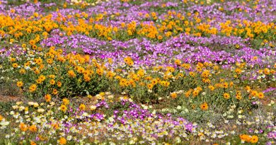 Namakwa Tours Flowers