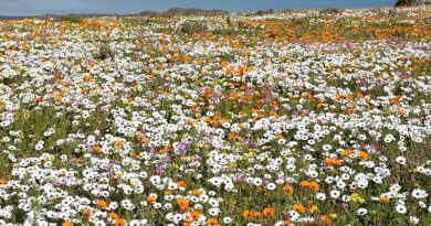 West Coast National Park Flowers