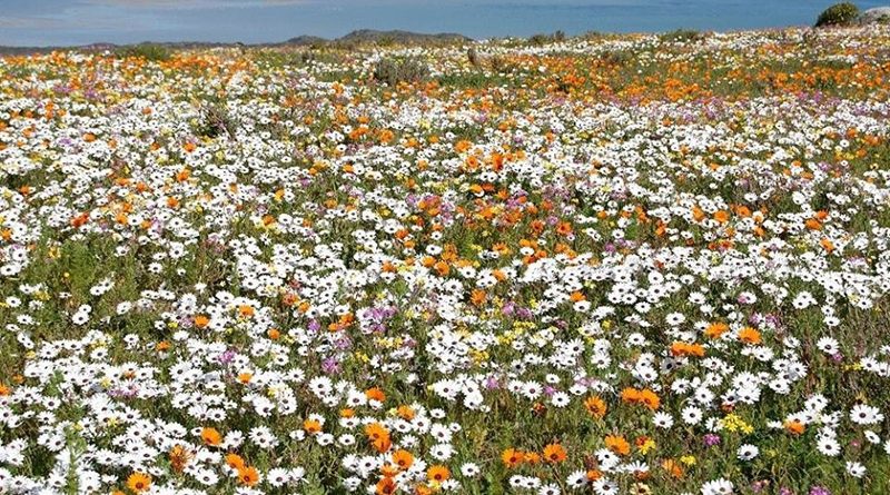 West Coast National Park Flowers