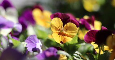 Pansies